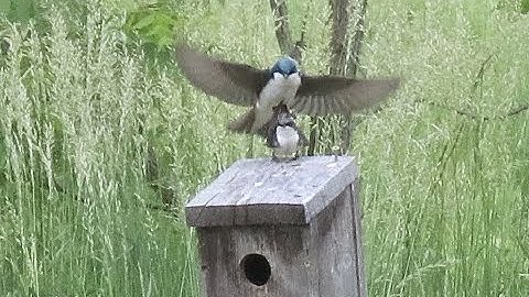 FeatherFlix Bird Video of the Week - Clan of the Tree Swallow