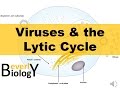 Viruses and the Lytic Cycle