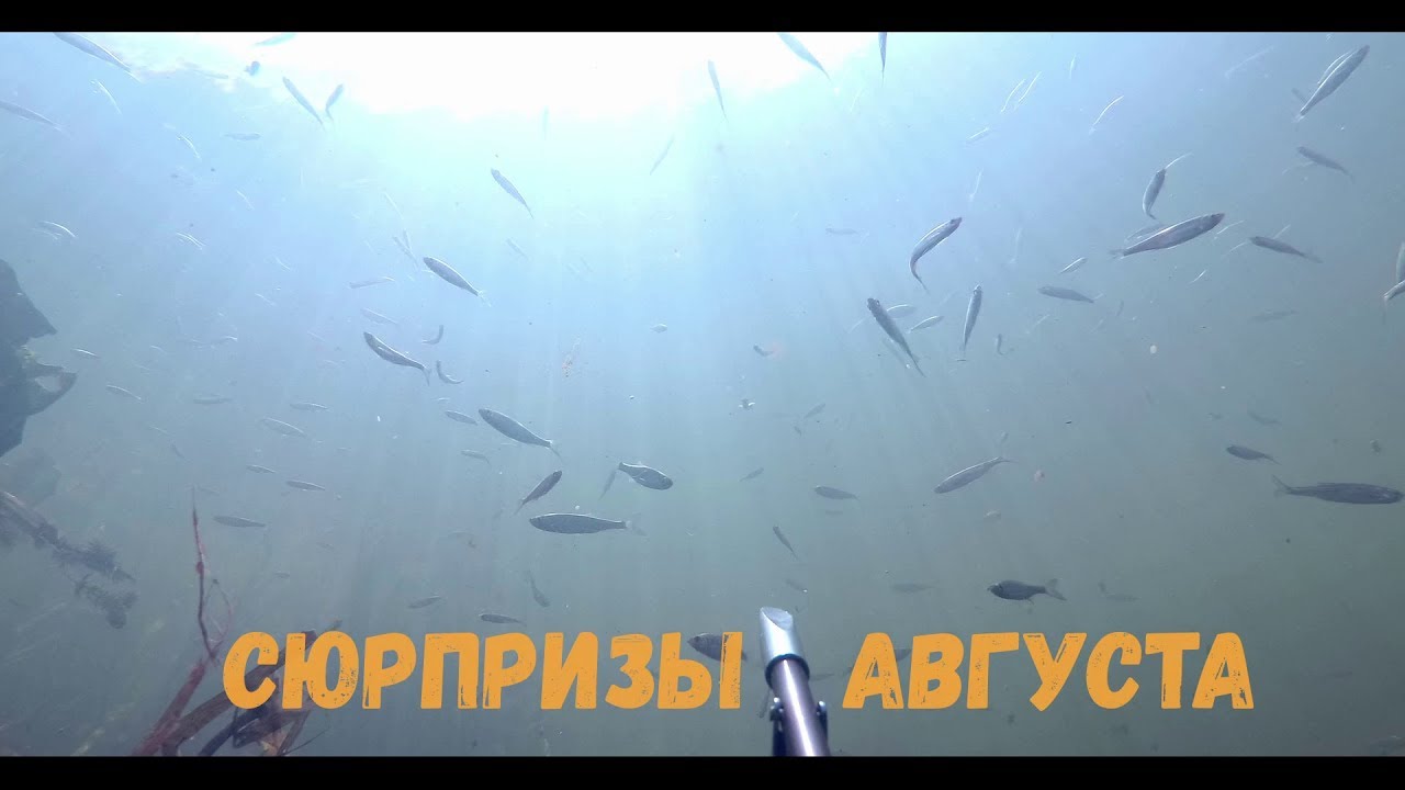 Подводная охота - Сюрпризы августа
