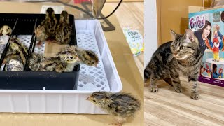 たくさんのうずらが生まれてくる瞬間と猫の反応がこちらです