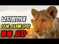 납치범한테 12세 여아를 구한 영웅 사자 (feat. 케냐)