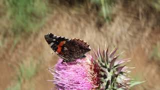 Butterfly's - 8 - 001.06 - MVI 5287