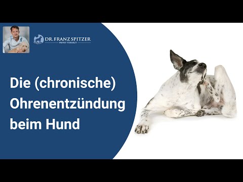 Video: Chronische Otitis / chronische Ohrenentzündung bei Hunden