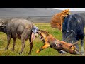 Buffaloes are constantly attacked by hungry lions | The Tradition of the Buffalo and the Lion