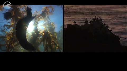 Marine Protected Areas