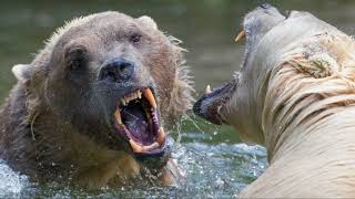 Grizzly and Polar Bear Niche Partitioning
