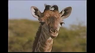 Animal Numbers nature video 1999 Time Life Kids