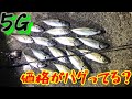 メジャークラフトＮＥＷロッド【鯵道5Ｇ】を持って良型アジング！　結果コスパがバグってたｗ@user-ib6eb4kc7i