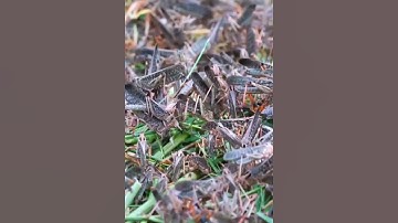 Inside a Grasshopper Farm Farming the Future of Protein| #shorts #ytshorts #youtubeshorts