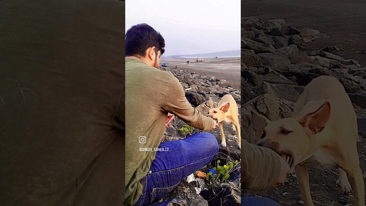 Love for street Dogs Ordinary Day Chilling on Beach of Mumbai Sunny