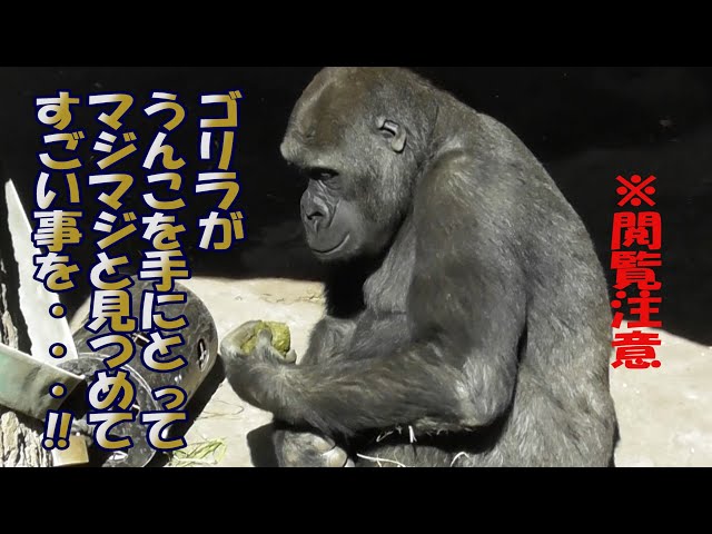 ゴリラ！！うんこを持って、マサカ！の衝撃行動に！！ ※閲覧注意です