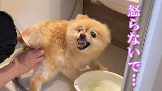 初めての出張トリミングで感情を爆発させるポメラニアン