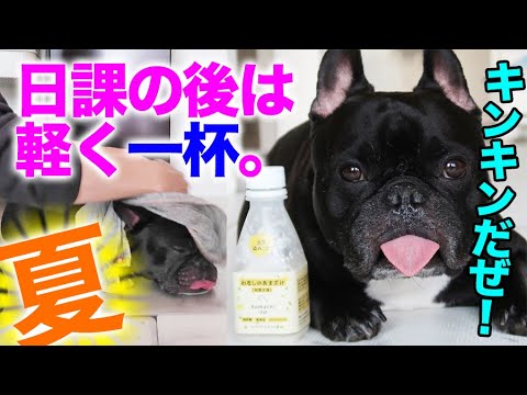 犬用甘酒 フレブル５歳 夏の散歩後ひんやりルーティーン Youtube
