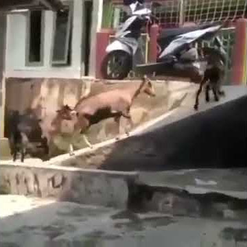 INI ketika kambing lagi gabut:( is asyik sekali main perosotan