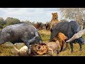 OMG! Ferocious Mother Buffalo Fights Madly And Kills Lions To Save Her Calf