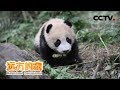 《远方的家》栗子坪国家级自然保护区 大熊猫放归之乡 20190827 | CCTV中文国际