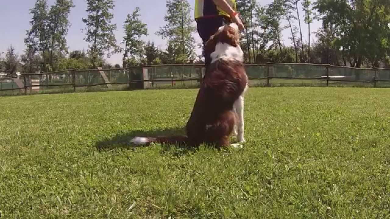 Addestramento al campo per cani da ricerca - UCVPC LUPI BRESCIA DELLA VALVERDE