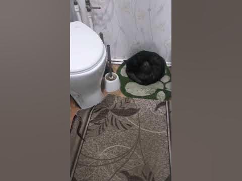 КОШКА СПИТ НА ПОЛУ - YouTube