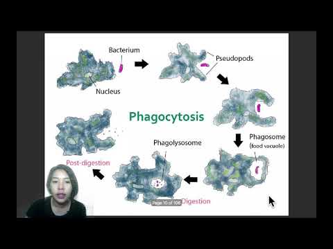 Ep.24 การย่อยอาหารของสิ่งมีชีวิตเซลล์เดียวและสัตว์ (unicellular organism and animal digestion)