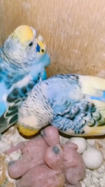 budgie parents lyrics meaning