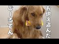 もみじのお供え物に手を付けたゴールデンレトリバーよもぎ