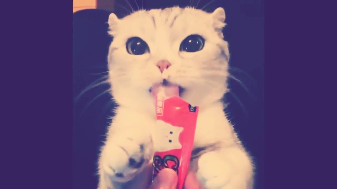 Cute Cats And Kittens | Cutest Cats Compilation 2018 | Best Cute Cat Videos Ever | Part - 2 | TFV360