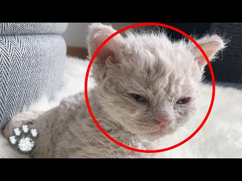 Video: 12 Överraskande Hairless Pets