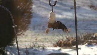 Starling eating peanut suet