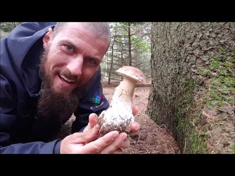 Video: Hvordan Man Genkender Fluesvamp Eller Amanita Citrina