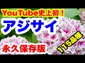 ◆4K 日本初！紫陽花【115品種】