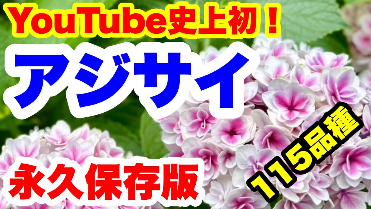 ◇4K 日本初！紫陽花【115品種】 - YouTube