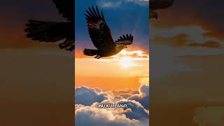 🦅 Kartallar Hakkında Bunu Biliyor muydun? 😳 #shorts #biliyormuydunuz #ilginçbilgiler #hayvanalemi