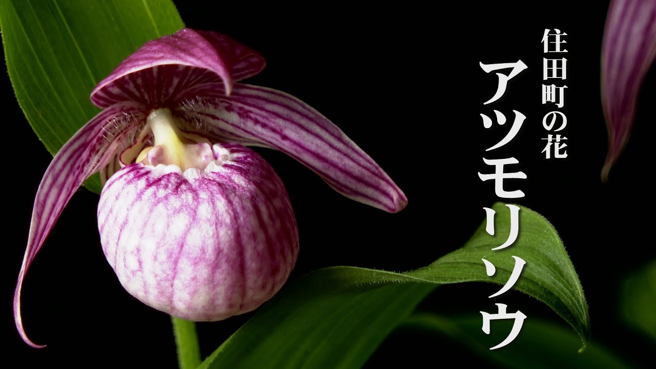 住田町の花「アツモリソウ」 - YouTube