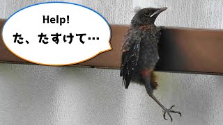 The Wagtails In Early Summer - New Life