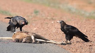 How Eagle Attack Kangaroo Success