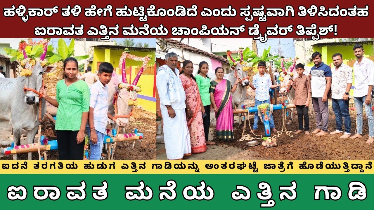 ಹಳ್ಳಿಕಾರ್ ತಳಿ ಹೇಗೆ ಹುಟ್ಟಿಕೊಂಡಿದೆ ಎಂದು ಸ್ಪಷ್ಟವಾಗಿ ತಿಳಿಸಿದ 