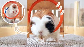 My Guinea Pigs Are Jumping Through Hoops!