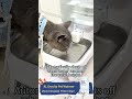 Water Dispenser Automatic Cat Feeder 8L Large Furpipi Capacity Gravity Pet Feeding Statio
