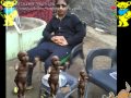 اغنية ياغزال  الدرب الاحمر
