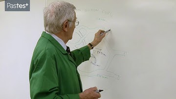 Anatomy of the Entire Plexus