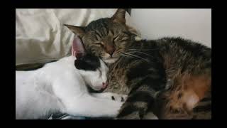 Sleeping Cats | Rescue Cats #cats #adoptdontshop by Tommy&Barbie Cat Channel 48 views 10 months ago 8 minutes, 15 seconds