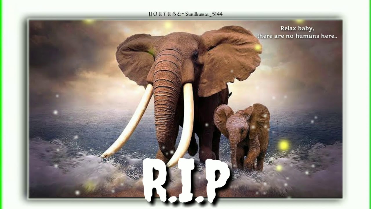 R.I.P humanity status 💞 Elephant death in Kerala💞RIP elephant status 💞 ...