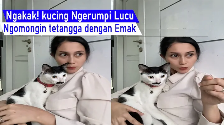 Video 11784821: compilation funny cats talking, mom cat talking, cat loves talking