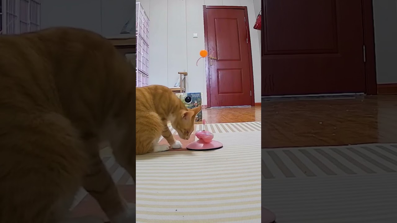 Newly Released KADTC Cat Toy W010121