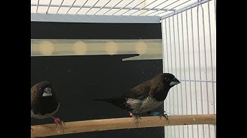 Society Finch Breeding setup (video #1)