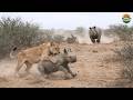Rhino Mother vs Lions & Hyenas – The Night She Refused to Back Down | Pow Wildlife