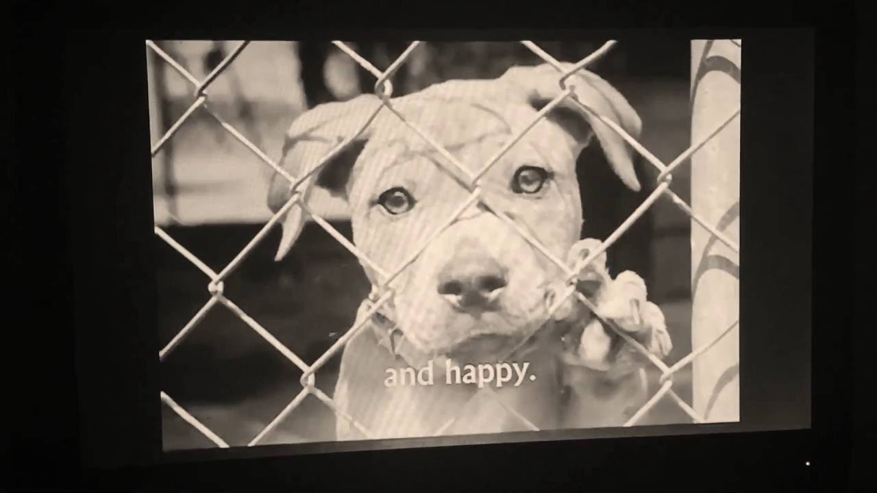 I freaking hate sad dog commercials YouTube