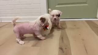 Chinese Crested Puppies @ Wildflower | June 16th 2023