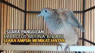 Perkutut Betina memanggil jantan Suara bersahutan perkutut lokal gacor , Ampuh untuk PANCINGAN