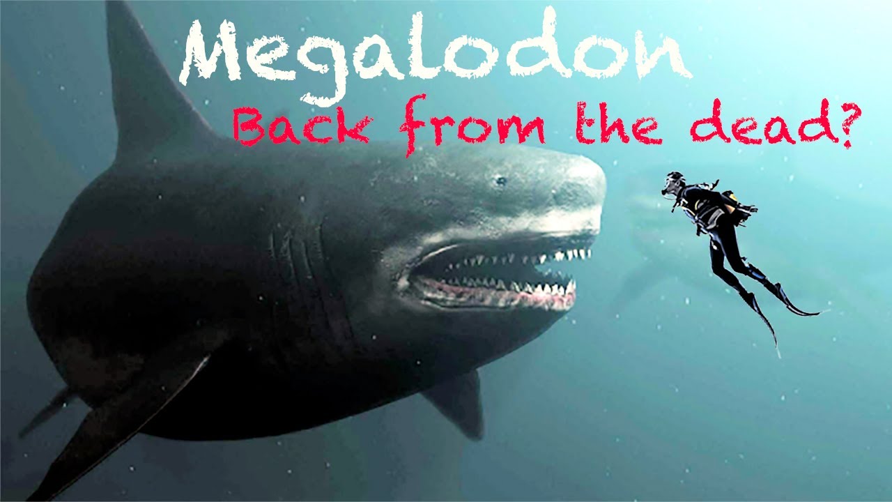 Megalodon perfectly preserved in brine at the bottom of the sea
